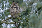 Trotz vieler Parkbesucher laesst sich die Waldohreule am winterlichen Eulenschlafplatz nicht stoeren, Asio otus, Despite many park visitors, the Long-eared owl is not disturbed at the wintry roosting site