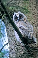Waldohreule, nach einer Brutzeit von 25 - 30 Tagen schluepfen die Jungvoegel  -  (Foto Waldohreule Aestling), Asio otus, Long-eared owl, the incubation time averages from 25 to 30 days  -  (Cat Owl - Photo Long-eared owl juvenile bird)