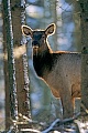 Wapiti, in der Regel wird ein Kalb geboren, die Geburt von zwei Kaelbern ist eine sehr seltene Ausnahme  -  (Wapitihirsch - Foto Wapitikuh im Winter), Cervus canadensis, Elk, usually one fawn is born, rarely two  -  (Wapiti - Photo Elk female in winter)