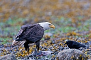 Bald Eagle, it is rare for all chicks to successfully reach the fledging stage  -  (Photo Bald Eagle eats on a dead Chum Salmon observed by a Northwestern Crow)