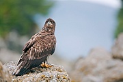 Weisskopfseeadler, die Jungvoegel werden nach 10 - 11 Wochen fluegge  -  (Foto Weisskopfseeadler Jungvogel in Alaska), Haliaeetus leucocephalus, Bald Eagle, the young take about 10 to 11 weeks to fledge  -  (Photo Bald Eagle in Alaska)