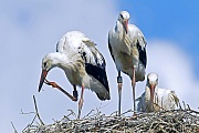 Weissstorch, beide Elterntiere fuettern die Jungvoegel  -  (Foto Weissstorch Jungvoegel auf dem Horst im Storchendorf Bergenhusen), Ciconia ciconia, White Stork, both parents feed the young  -  (Photo White Stork young birds on the aerie)