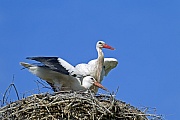 White Stork, one brood each year is normal  -  (Photo White Stork feeding a young bird)