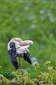 Dank des langen Schnabels kann der Weissstorch auch schwer erreichbaren Federpartien die noetige Pflege zukommen lassen, Ciconia ciconia, Thanks to the long beak, the White Stork can also provide the necessary care to hard-to-reach feather areas