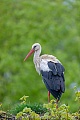Der Weissstorch nutzt einen Naturhorst als Ruheplatz, Ciconia ciconia, The White Stork uses a natural eyrie for resting