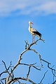 Weissstorch, die Nestlinge sind gegenueber ihren Geschwistern nicht aggressiv  -  (Foto Weissstorch in Spanien), Ciconia ciconia, White Stork, nestlings do not attack each other  -  (Photo White Stork in Spain)