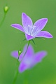 Die Wiesen-Glockenblume erreicht eine Wuchshoehe von 20 - 70 cm, Campanula patula, The Spreading Bellflower reaches a height a growth of 20 - 70 cm