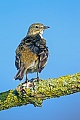 Wiesenpieper sind haeufige Wirtsvoegel des Kuckuck  -  (Foto Wiesenpieper in einem Moor), Anthus pratensis, Meadow Pipit is an important nest host for the Cuckoo  -  (Photo Meadow Pipit in a bog)