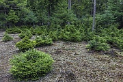 Due to continuous game damage by Red deer and Roe deer, only a few of these spruces will grow