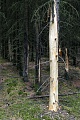 This spruce has been completely stripped of its bark in the lower trunk area and in the background other trees are affected by game damage from Red deer