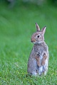 Wildkaninchen markieren das Revier unter anderem mit Losung  -  (Europaeisches Wildkaninchen - Foto Wildkaninchen Jungtier sichert aufmerksam), Oryctolagus cuniculus, European Rabbits mark their territories with dung hills  -  (Common Rabbit - Photo European Rabbit young secures attentively)