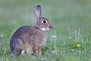 Wildkaninchen, erwachsene Paare koennen 30 - 40 Jungtiere im Jahr produzieren  -  (Europaeisches Wildkaninchen - Foto Wildkaninchen auf Nahrungssuche), Oryctolagus cuniculus, European Rabbit, mature pairs can produce 30 - 40 offspring per year  -  (Coney - Photo European Rabbit foraging)