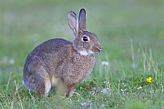 Wildkaninchen, sehr viele Tiere sterben in ihrem ersten Lebensjahr, meist durch Fressfeinde oder Krankheit  -  (Europaeisches Wildkaninchen - Foto Wildkaninchen Alttier), Oryctolagus cuniculus, European Rabbit, most animals die in their first year of life  -  (Coney - Photo European Rabbit adult)