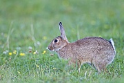Wildkaninchen sind sehr soziale Tiere, die in Kolonien leben  -  (Europaeisches Wildkaninchen - Foto Wildkaninchen hoppelt ueber eine Wiese), Oryctolagus cuniculus, European Rabbits are social animals and live in colonies  -  (Photo European Rabbit hopping over a meadow)