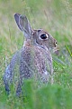 Wildkaninchen sind sehr soziale Tiere, die in Kolonien leben  -  (Europaeisches Wildkaninchen - Foto Wildkaninchen ein grosser Bock), Oryctolagus cuniculus, European Rabbits are social animals and live in colonies  -  (Common Rabbit - Photo European Rabbit a big male)