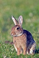 Wildkaninchen stossen einen klagenden Schrei aus, wenn sie sich in einer Notlage befinden, z.B. in einer Falle gefangen, oder von einem Fressfeind erbeutet wurden  -  (Foto Wildkaninchen ein kraeftiger Bock), Oryctolagus cuniculus, European Rabbit, a scream is uttered when in extreme distress, such as being caught by a predator or trap  -  (Coney - Photo European Rabbit a strong buck)