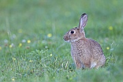 Wildkaninchen sind die einzige Art aus der Familie der Hasenartigen, die domestiziert wurde  -  (Europaeisches Wildkaninchen - Foto Wildkaninchen auf einer Wiese), Oryctolagus cuniculus, European Rabbit is the only rabbit species which has been domesticated  -  (Coney - Photo European Rabbit on a meadow)
