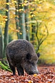Wildschwein, der maennliche Nachwuchs, Ueberlaeuferkeiler genannt, verlaesst im Alter von 8 - 15 Monaten die eigene Rotte  -  (Schwarzwild - Foto Keiler in der Rauschzeit)