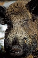 Wildschwein, in Mitteleuropa koennen Keiler in Ausnahmefaellen ein Koerpergewicht von 200kg erreichen  -  (Schwarzwild - Foto Portraet vom Wildschweinkeiler im Winter), Sus scrofa, Wild Boar, in Central Europe, the tusker can reach a maximum weight of 200kg  -  (Wild Swine - Photo Wild Boar tusker portrait)