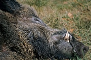 Wildschwein, aufgrund ihres ausgepraegten Geruchssinns werden einige ausgebildete Tiere in Deutschland als Drogensuchschweine eingesetzt  -  (Schwarzwild - Foto Portraet eines schlafenden Keiler), Sus scrofa, Wild Boar is used for drug detection in Germany  -  (Eurasian Wild Pig - Photo Wild Boar tusker sleeping)