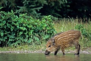 Wildschwein, im Alter von 3 - 4 Monaten werden die Frischlinge entwoehnt  -  (Schwarzwild - Foto Frischling an einer Wasserstelle), Sus scrofa, Wild Boar, the piglets are weaned at 3 to 4 months  -  (Wild Swine - Photo Wild Boar piglet drinking)