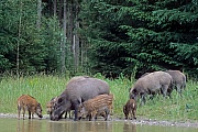 Wildschweine leben in Rotten, die von einer oder mehreren Leitbachen gefuehrt werden  -  (Schwarzwild - Foto Wildschweinrotte an einem Teich), Sus scrofa, Wild Boar live in female-dominated sounders  -  (Eurasian Wild Pig - Photo Wild Boar sounder at a pond)