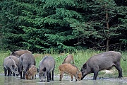 Wildschweine leben in Rotten, die von einer oder mehreren Leitbachen gefuehrt werden  -  (Schwarzwild - Foto Wildschweinrotte an einem Teich), Sus scrofa, Wild Boar live in female-dominated sounders  -  (Eurasian Wild Pig - Photo Wild Boar sounder at a pond)