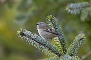 After several decades, I finally photographed the smallest songbird in Europe, the Goldcrest