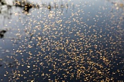 On sunny days the Winter Crane Flies form loose swarms, these dancing swarms are predominantly formed by males