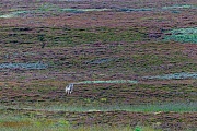 Wolf, die Groesse des Territoriums ist unter anderem vom Nahrungsangebot abhaengig  -  (Eurasischer Wolf - Foto Wolfswelpe hat soeben den Fotografen entdeckt), Canis lupus  -  Canis lupus lupus, Grey Wolf, the territory size depends largely on the amount of prey available  -  (Eurasian Wolf - Photo Grey Wolf pup has just discovered the photographer)