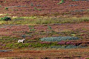 Woelfe verbringen 50 Prozent ihrer Zeit in der Kernzone des Territoriums  -  (Europaeischer Wolf - Foto Wolfswelpe beobachtet ein Rotwildrudel), Canis lupus  -  Canis lupus lupus, Grey Wolf, in the core of their territory, they spend 50 percent of their time  -  (Gray Wolf - Photo Grey Wolf puppy observing a group of Red Deer)