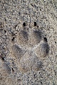 Wolfsspur im Sand am Rand einer grossen Heideflaeche in Daenemark, Canis lupus, Wolf paw print in the sand at the border of a large heath in Denmark
