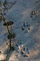 The tracks of two wolves in the sand at the edge of a large heath in Denmark, as size comparison serves a small branch with pine cones