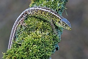 Zauneidechsen koennen bis zu 25 cm lang werden - (Foto Zauneidechse Maennchen auf einem Ast), Lacerta agilis, Sand Lizard can reach up to 25 cm - (Photo Sand Lizard male sunbathing on a branch)