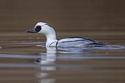 Suspiciously looks the male Smew to the photographer who is discovered despite good camouflage, probably not I am recognized directly, but the large telephoto lens