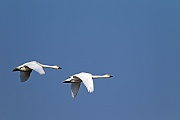 Zwergschwaene sind Zugvoegel  -  (Foto Zwergschwanpaar im Flug), Cygnus bewickii, Bewicks Swan is a migratory bird  -  (Photo Bewicks Swan pair in flight)