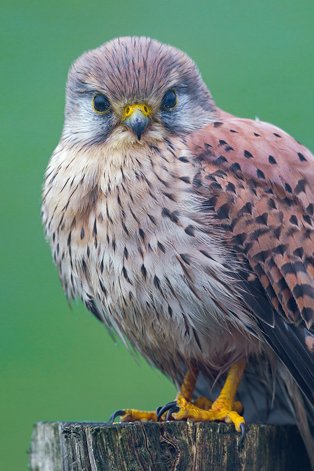 Beim Turmfalken lassen sich die Geschlechter anhand des Gefieders gut unterscheiden  -  (Foto Turmfalke Portraet), Falco tinnunculus, Common Kestrel display sexual colour dimorphism  -  (Kestrel - Photo Common Kestrel portrait)