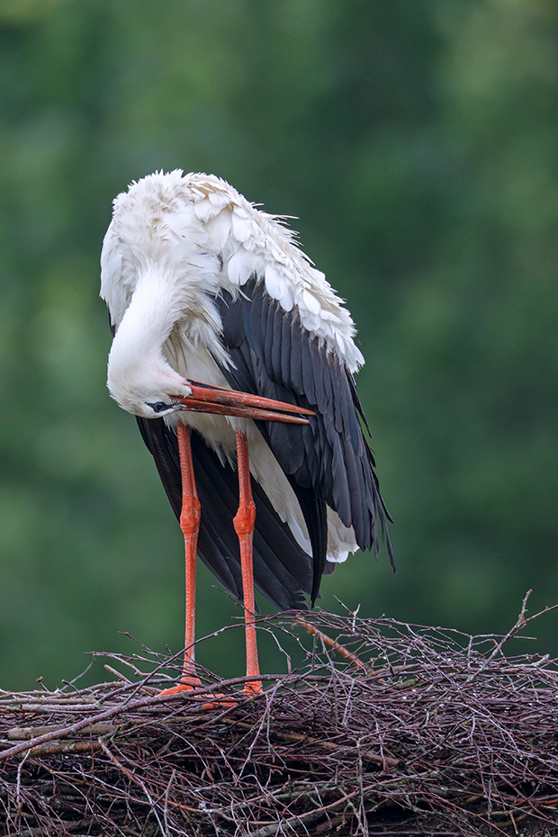 Mit seinem langen Schnabel kann der Weissstorch auch schwer erreichbare Gefiederpartien pflegen und in Form bringen, Ciconia ciconia, With its long beak, the White Stork can also clean hard-to-reach plumage areas