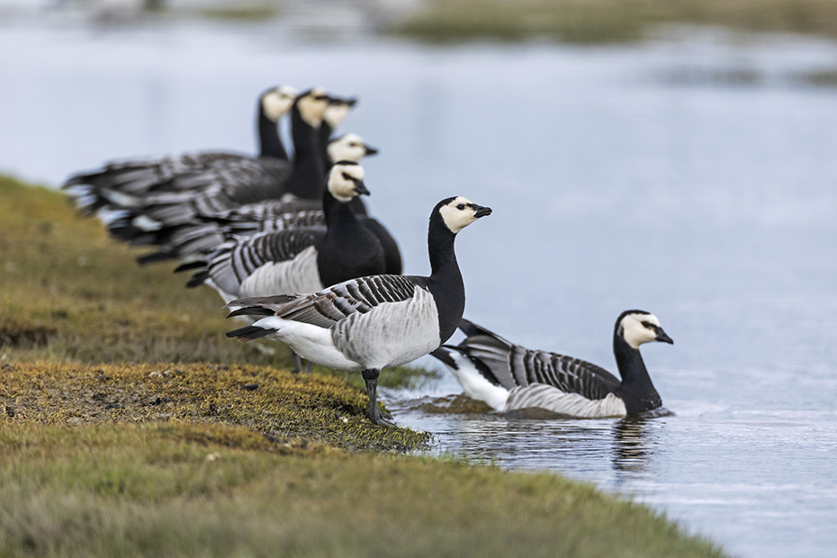 Eine Gruppe Weisswangengaense hat sich zum Trinken an einem Teich eingefunden, Branta leucopsis, A group of Barnacle Geese gathers to drink at a pond