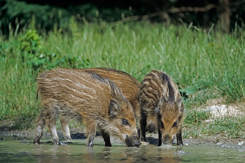 Wildschwein, im Alter von 3 - 4 Monaten werden die Frischlinge entwoehnt  -  (Schwarzwild - Foto Frischlinge an einer Wasserstelle), Sus scrofa, Wild Boar, the piglets are weaned at 3 to 4 months  -  (Wild Swine - Photo Wild Boar piglets drinking)