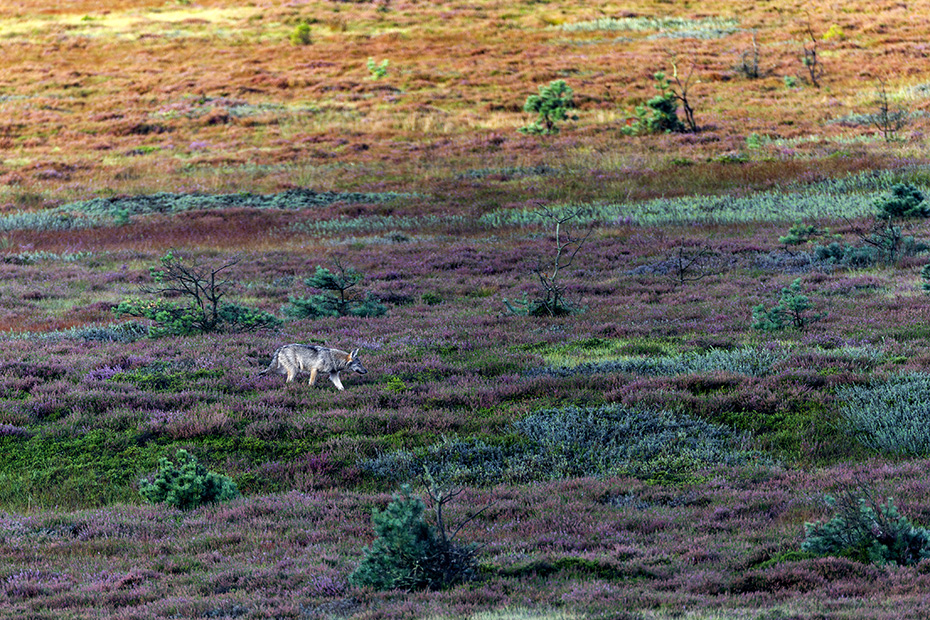 Wolfsrudel sind haeufig in Bewegung, da sie zum Ueberleben Beute schlagen muessen  -  (Eurasischer Wolf - Foto Wolfswelpe beobachtet ein Rotwildrudel), Canis lupus  -  Canis lupus lupus, Grey Wolf packs travel constantly in search of prey  -  (Eurasian Wolf - Photo Grey Wolf puppy observing a group of Red Deer)