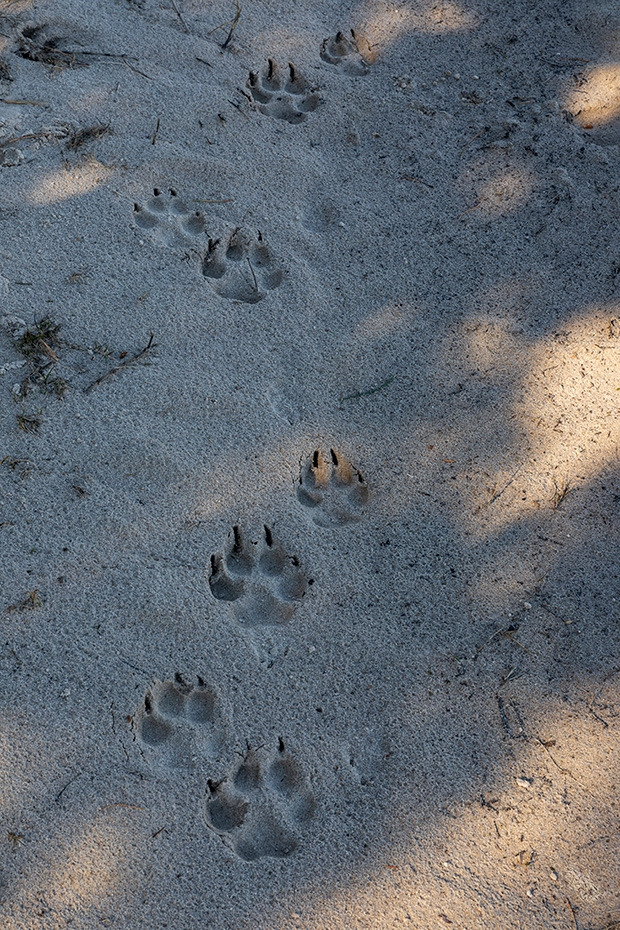 Die Spuren von zwei Woelfen im Sand am Rand einer grossen Heideflaeche in Daenemark, Canis lupus, The tracks of two wolves in the sand at the edge of a large heath in Denmark