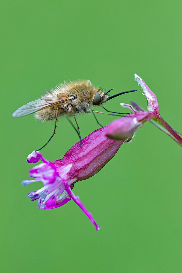 Wollschweber sind geschickte und schnelle Flieger  -  (Trauerschweber  -  Hummelschweber), Bombyliidae species, Bee Flies are skillful and fast flyers  -  (Humbleflies)