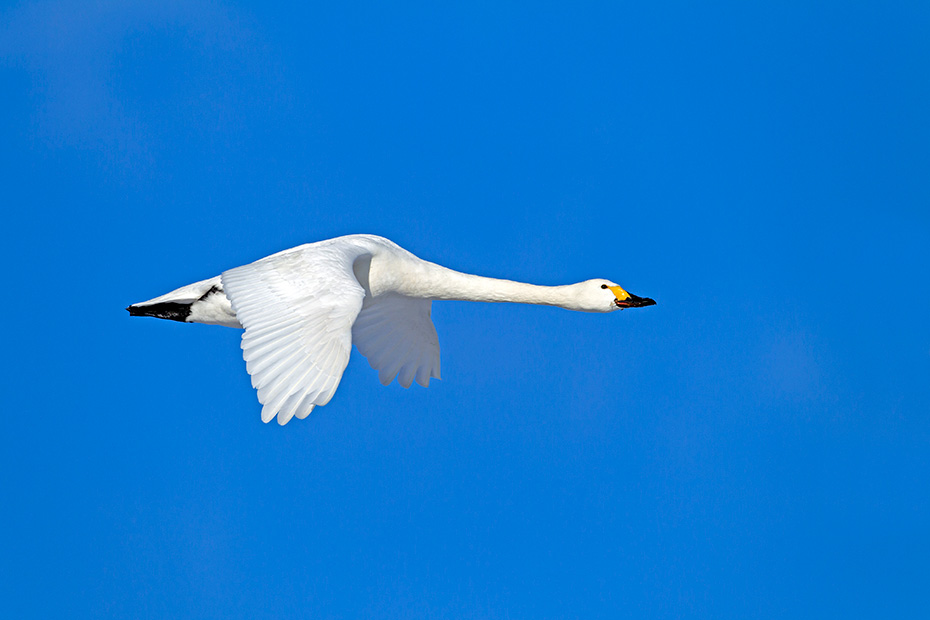 Zwergschwaene sind Bodenbrueter  -  (Foto Zwergschwan Altvogel im Flug), Cygnus bewickii, Bewicks Swan breeds on the ground  -  (Photo Bewicks Swan adult bird in flight)