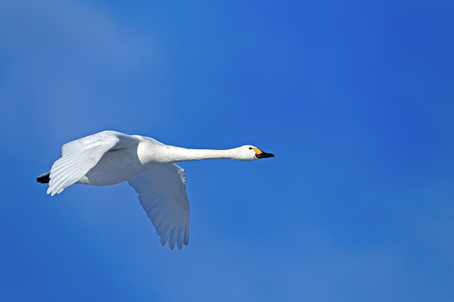 Zwergschwaene erreichen eine Fluegelspannweite von 170 - 195 cm  -  (Foto Zwergschwan Altvogel im Flug), Cygnus bewickii, Bewicks Swan has a wingspan of 170 to 195 cm  -  (Photo Bewicks Swan in flight)