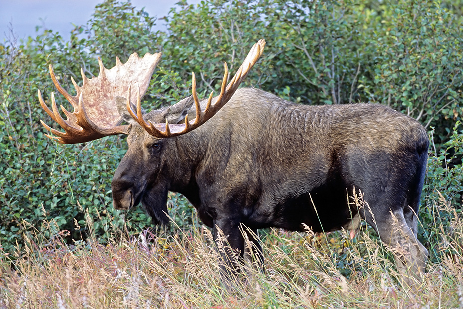 Elche sind die einzige Hirschart, die auch unter Wasser fressen kann  -  (Alaska-Elch - Foto kapitaler Elchbulle vor Brunftbeginn), Alces alces - Alces alces gigas, Moose are the only deer that are capable of feeding underwater  -  (Alaskan Moose - Photo bull Moose in the tundra)