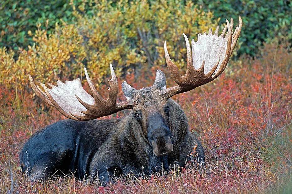 Elch, das Maennchen wird als Bulle bezeichnet, das Weibchen nennt man Kuh und das Jungtier bezeichnet man als Kalb  -  (Alaska-Elch - Foto kapitaler Elchschaufler), Alces alces - Alces alces gigas, Moose, the male is called a bull, the female is a cow and a young is a calf  -  (Alaska Moose - Photo bull Moose resting)