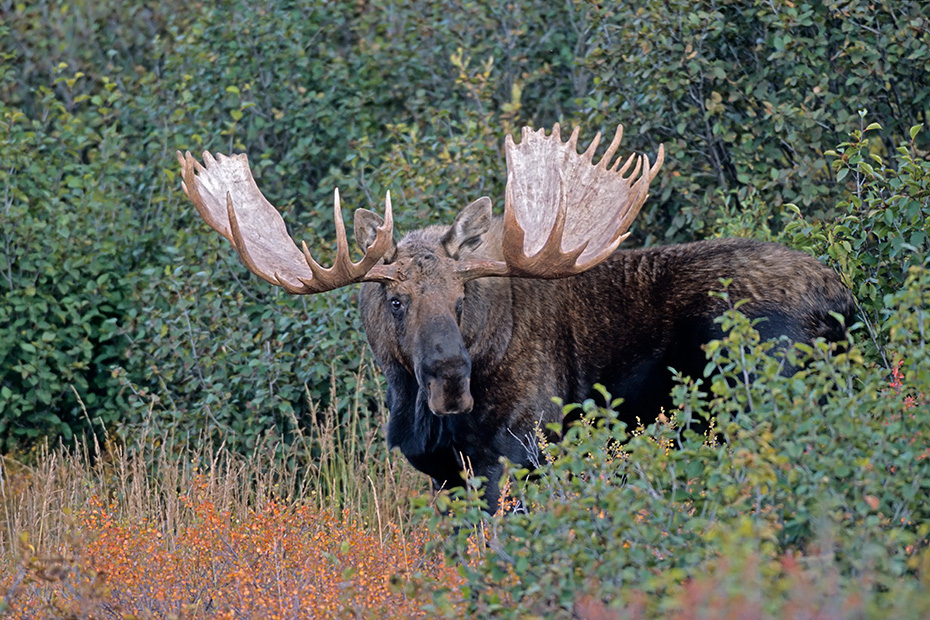 Elch, in der Brunft suchen Bullen die Weibchen auf, um sich mit ihnen zu paaren  -  (Alaska-Elch - Foto kapitaler Elchschaufler), Alces alces - Alces alces gigas, Moose, in the mating season, the bulls will seek several cows to breed with  -  (Alaska Moose - Photo bull Moose)