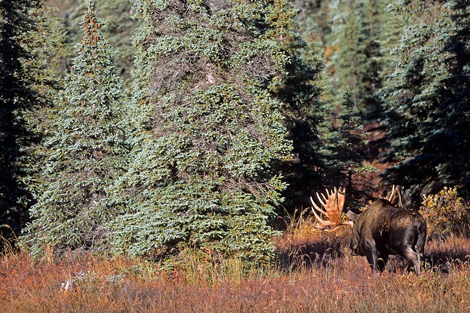 Elch, ausgewachsene  Elchbullen erreichen in Alaska ein Durchschnittsgewicht von 630kg  -  (Alaska-Elch - Foto Elchschaufler in der herbstlichen Tundra), Alces alces - Alces alces gigas, Moose, a mature Alaskan bull Moose has an average weigh of 630kg  -  (Alaska Moose - Photo bull Moose in indian summer)