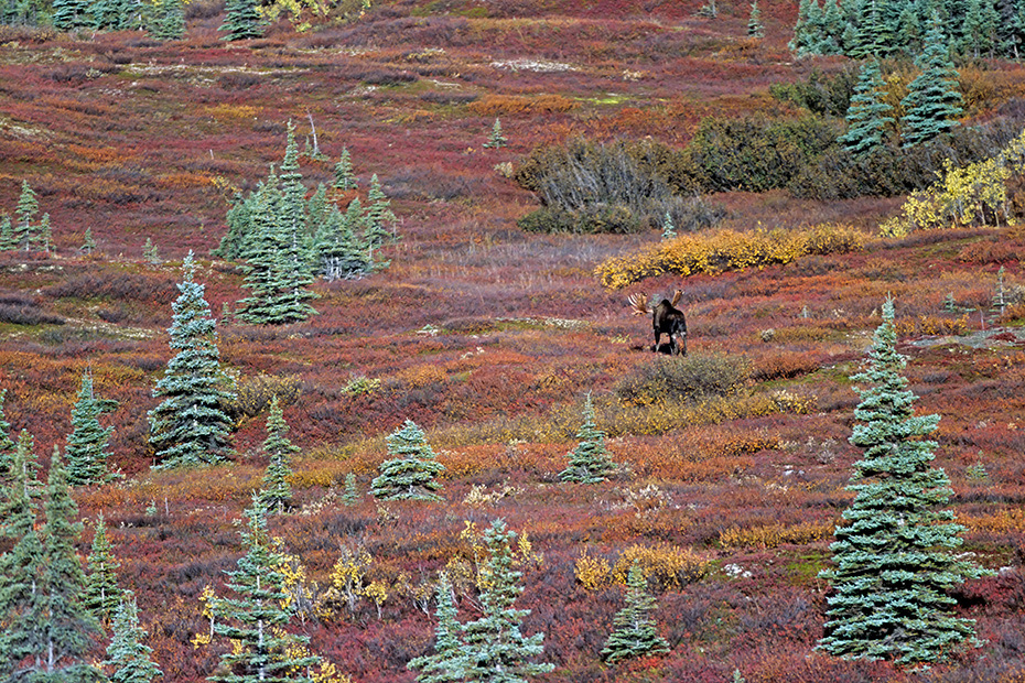 Elch, die Paarungszeit wird in der Fachsprache Brunft oder Brunftzeit genannt  -  (Alaskaelch - Foto Elchschaufler in der herbstlichen Tundra), Alces alces - Alces alces gigas, Moose, the mating season called THE RUT  -  (Alaska Moose - Photo bull Moose in indian summer)